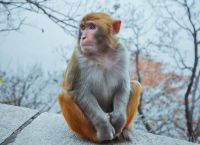 花果山电报猴无消音视频-花果山电报猴无消音视频百度云