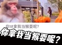 电报猴原声清晰-电报猴原声无消音