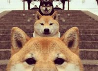 doge-doge是骂人的意思吗