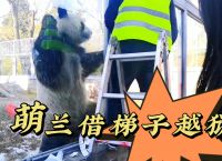 借梯子意思、借梯子告诉我们什么道理