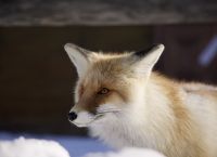狐狸哪个皮肤好用一点、狐狸哪个皮肤好用一点啊
