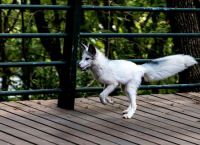 梦到狐狸、梦到狐狸追着我要攻击我
