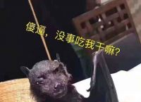 蝙蝠聊天是什么[蝙蝠聊天是什么东西]