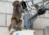 电报猴倒放视频、电报猴原声无消音