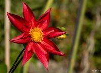 什么生肖戴红花最好、什么生肖戴红花最好呢