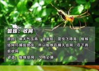 荫雨打一最佳动物、荫荫细雨是什么意思