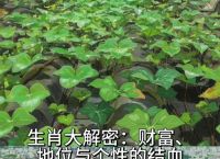 “龙头鸡尾独雁飞”是代表哪个生肖、龙头鸡尾独雁飞,仙女回家各己归打一动物