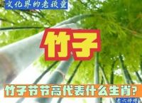 竹子生来节节高是什么生肖开红花、竹子生来节节高代表十二生肖中哪一个动物