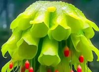 关于“奇异花草”打一生肖是什么的信息