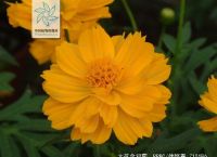 coreopsis花语的简单介绍