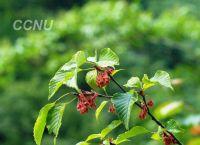 [telcel是什么意思]decel是什么意思中文