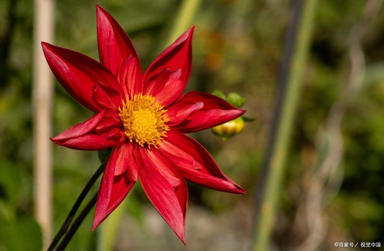 什么生肖戴红花最好、什么生肖戴红花最好呢