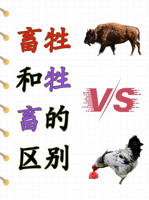 今期唯指此家禽正确答案、今期唯指此家禽,二字来头七相送是什么生肖