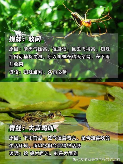 荫雨打一最佳动物、荫荫细雨是什么意思