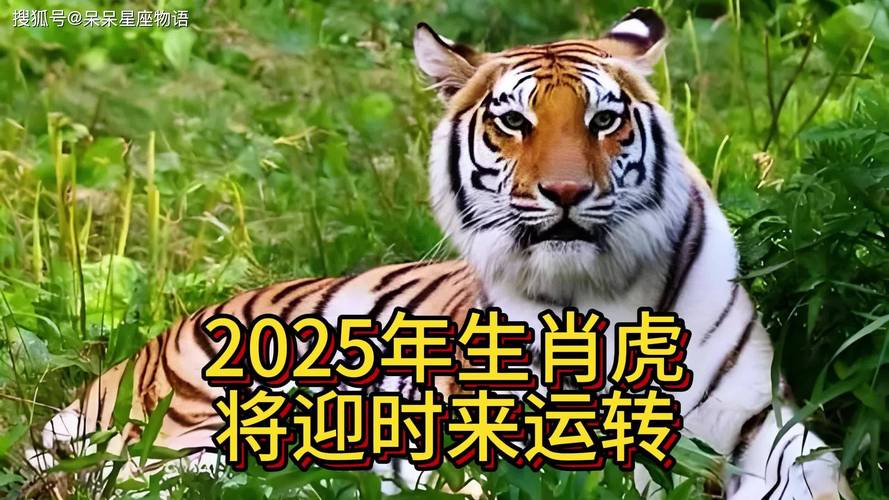 今期生肖决定虎打一个数字、今期生肖最简单代表什么数字