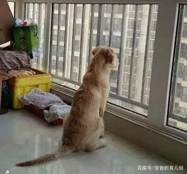 包含宝贝狗有万倍潜力吗的词条