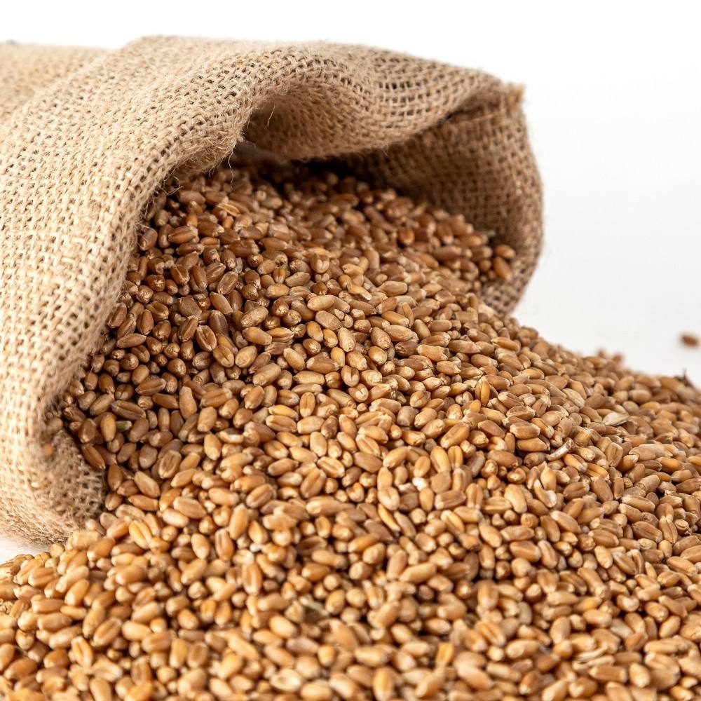grain[grainger]