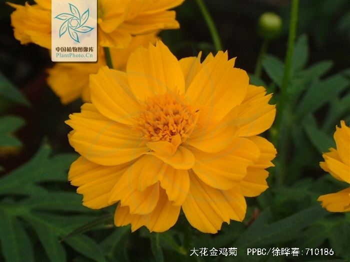 coreopsis花语的简单介绍