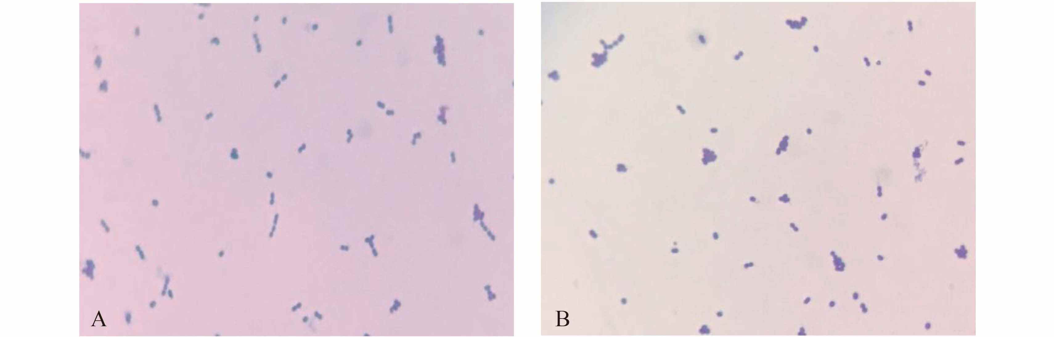 microscope的前缀[microscope的前缀是什么]