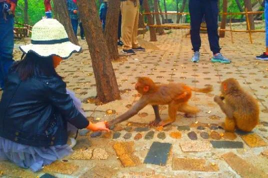 花果山电报猴原声视频[花果山电报猴原视频无消音]