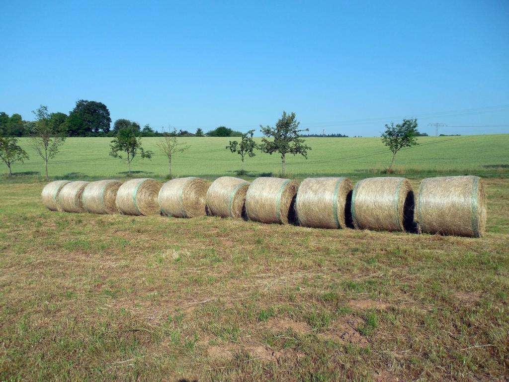 bales[巴勒斯坦和以色列]
