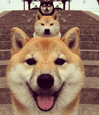doge-doge是骂人的意思吗
