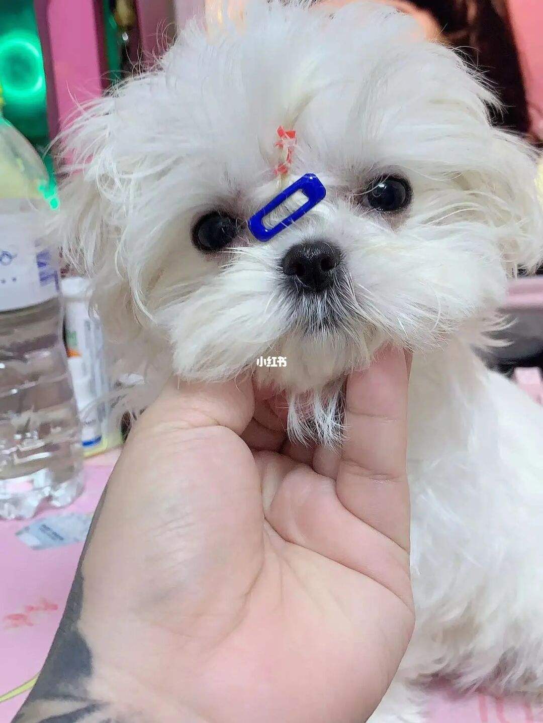 购买狗狗的正规平台-购买狗狗的正规平台哪个好