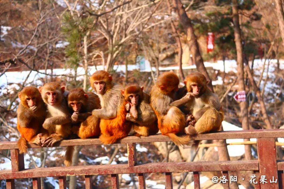花果山电报猴无消音视频-花 果 山 电 报 员