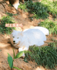 小狐狸现在改名叫什么-小红帽直播回归地址链接