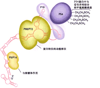 包含TG在生物化学中是什么意思的词条