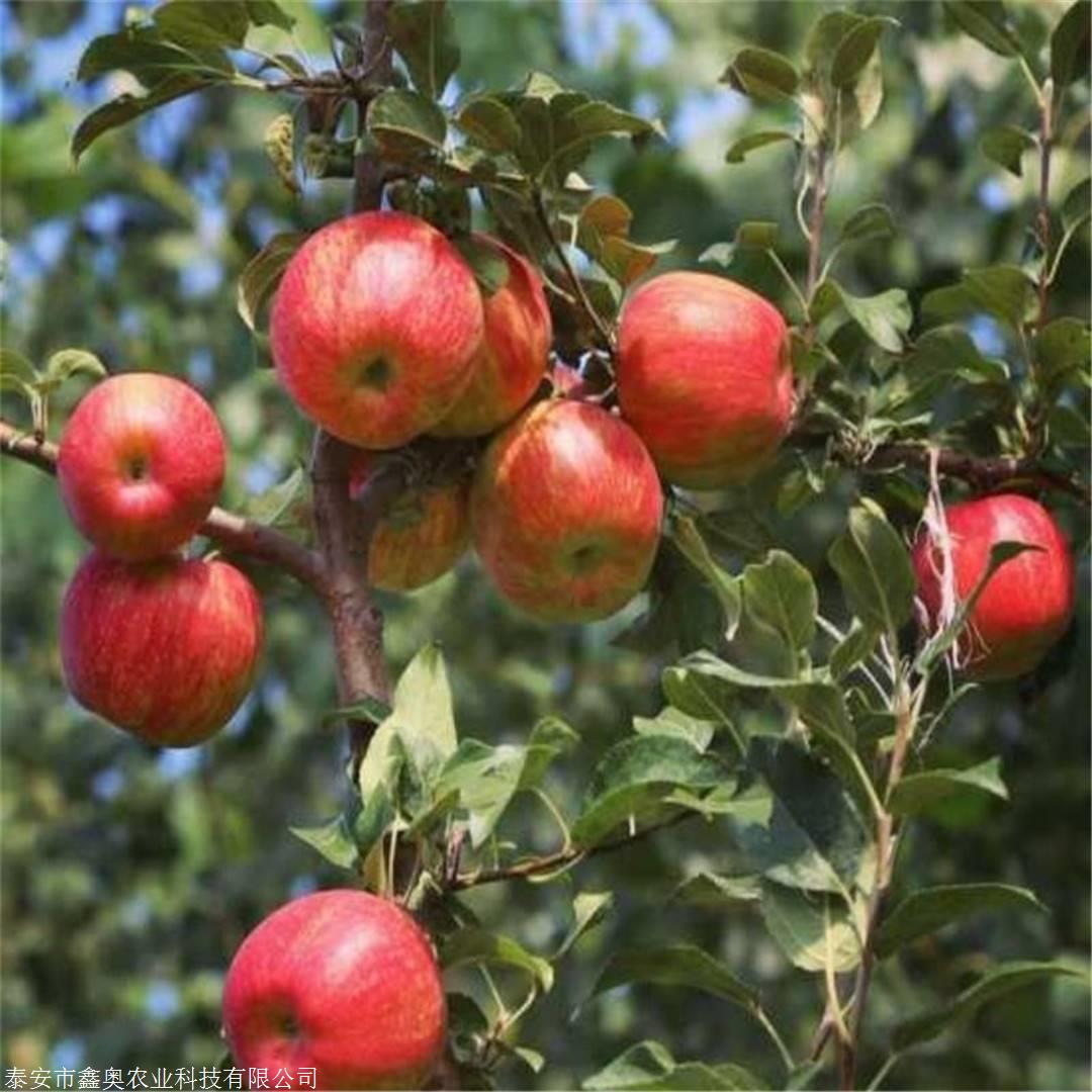 苹果,苹果15pls灵动岛怎么用