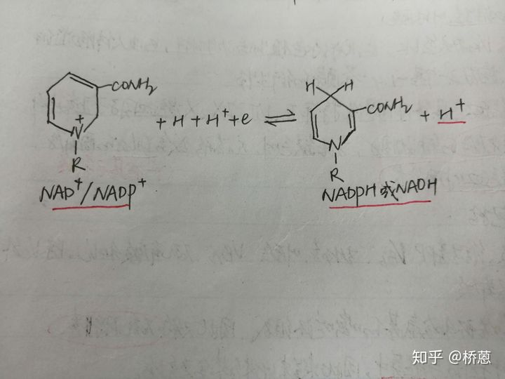 生物化学TG是什么意思,生物化学gpt什么的缩写