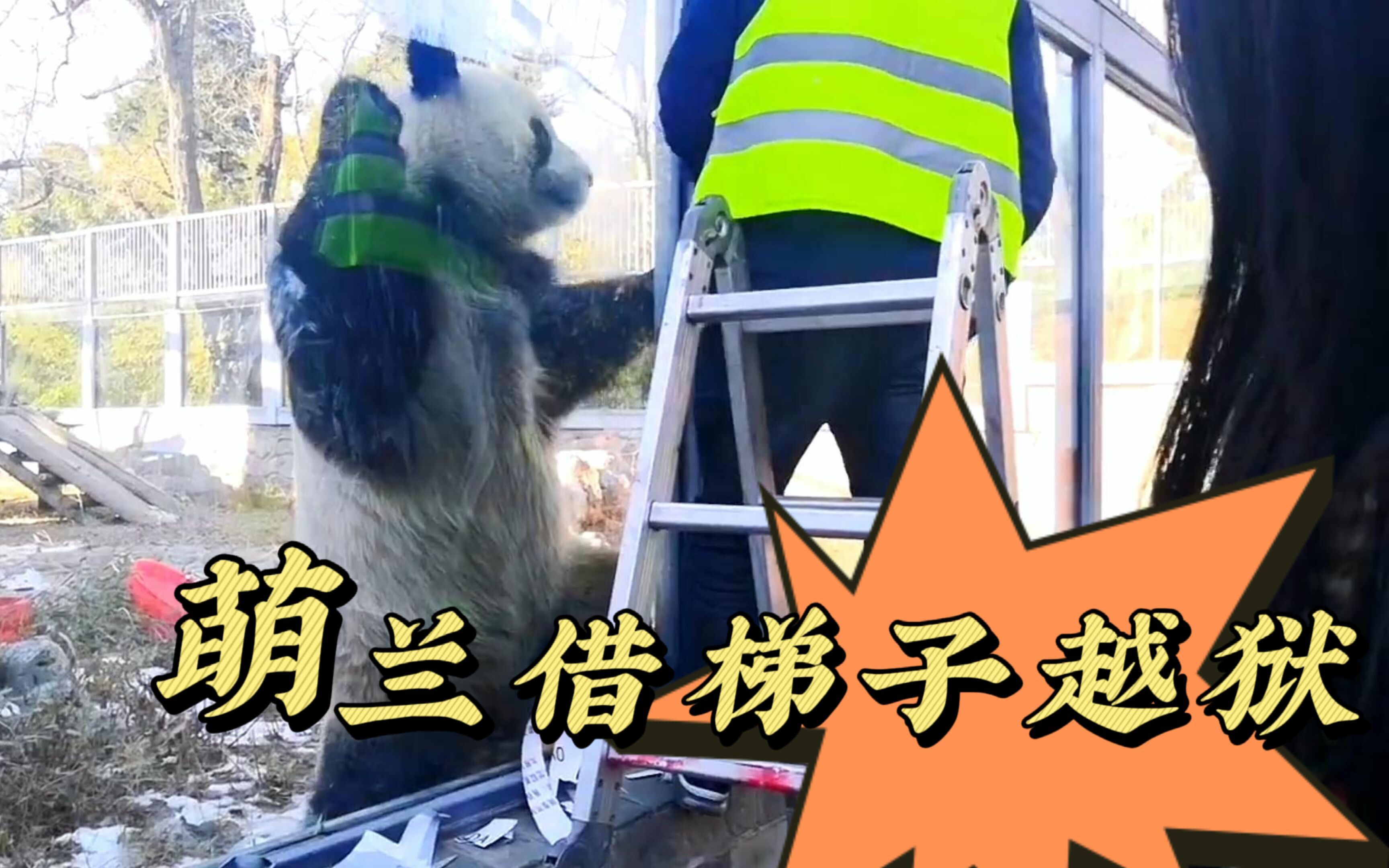 借梯子意思、借梯子告诉我们什么道理