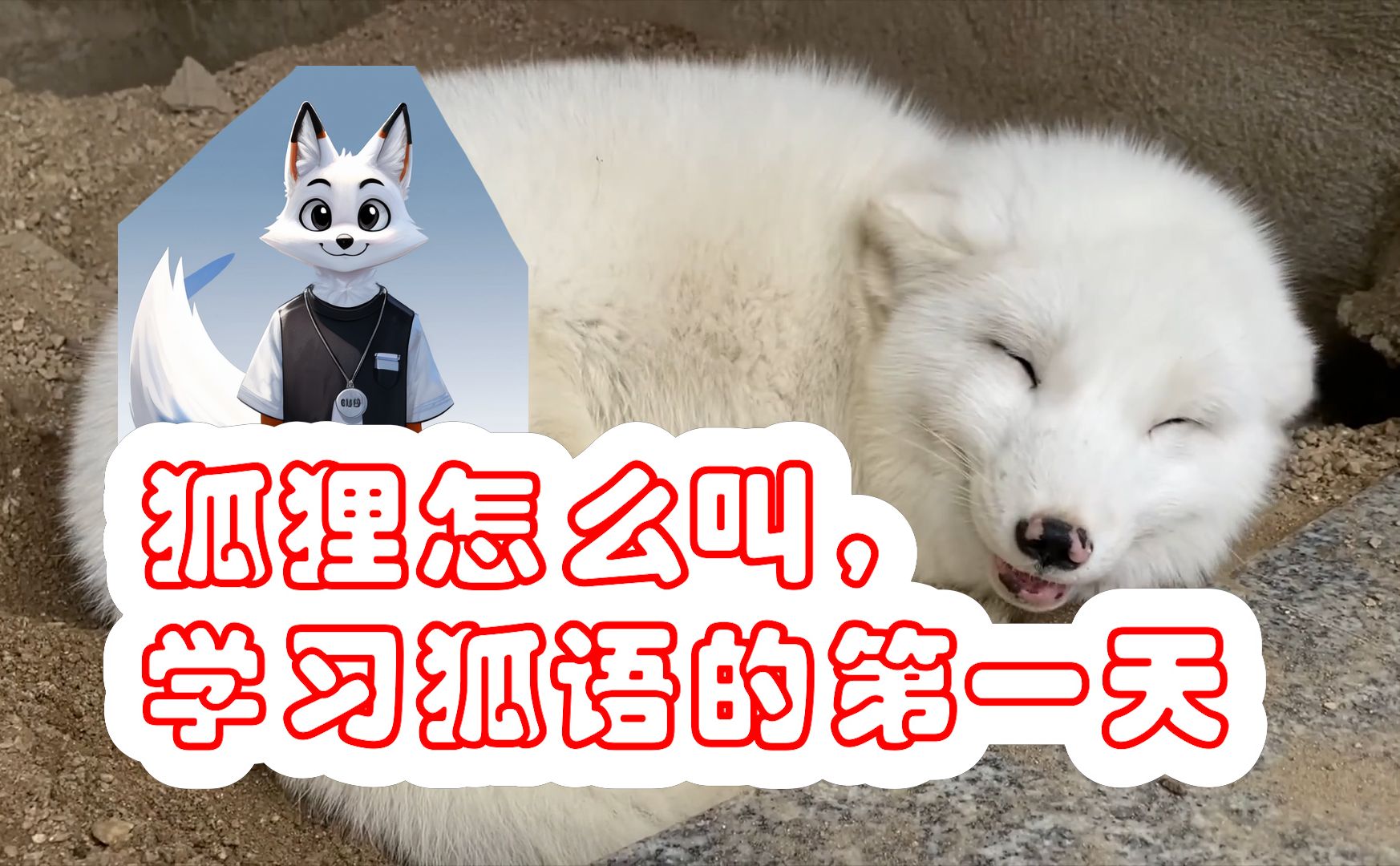 梦到狐狸、梦到狐狸说人话暗示什么