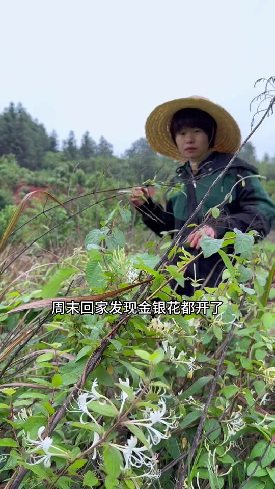 《宿舍》txl金银花下载的简单介绍